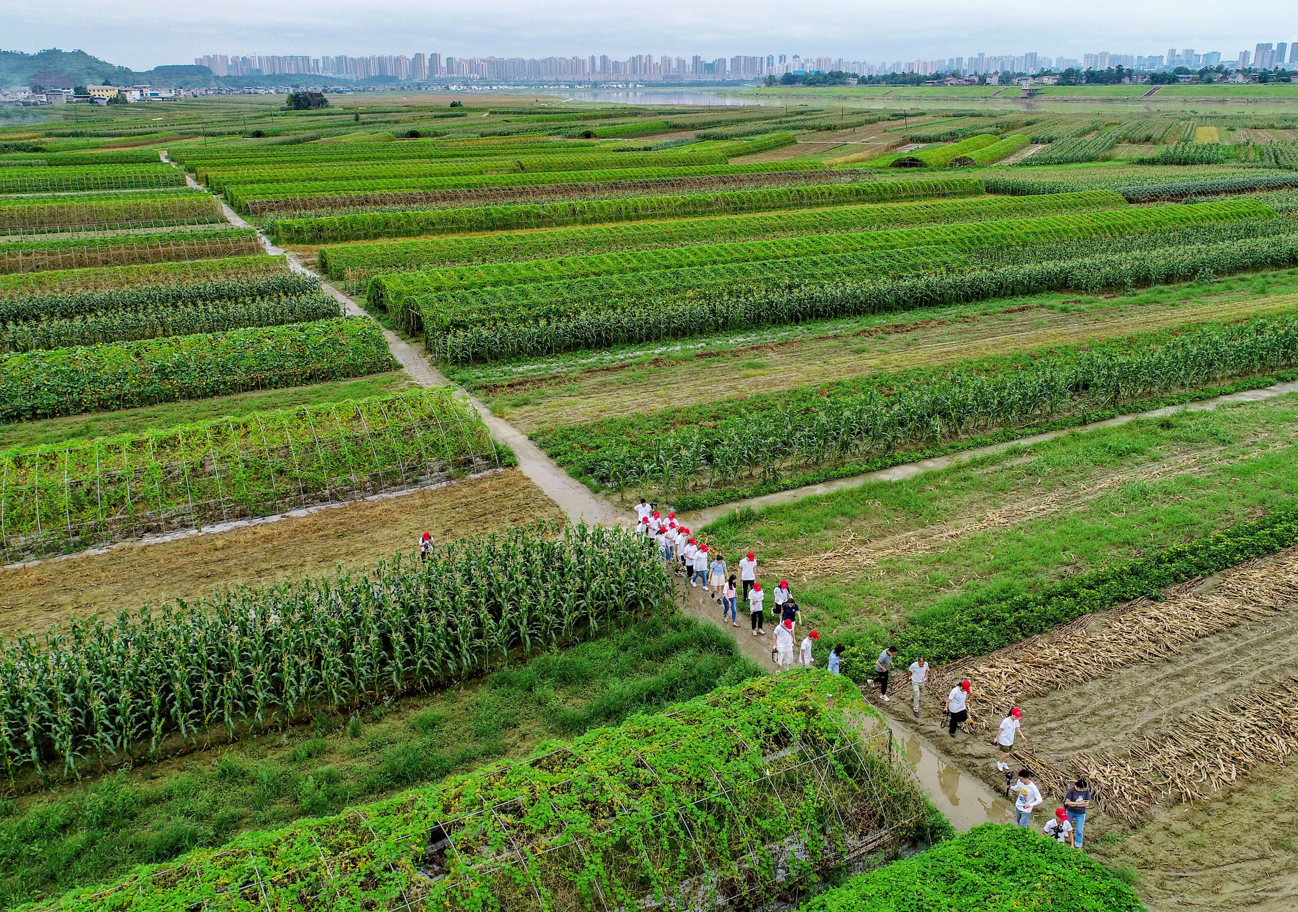 朱席武在重庆市潼南区双坝社区的田间地头为重庆电子工程职业学院数字